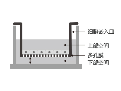 懸掛式設(shè)計，嵌入皿移細胞嵌入皿移動時單層細胞不受影響上部空間 ，還能防止培養(yǎng)液通過中毛細作用流失